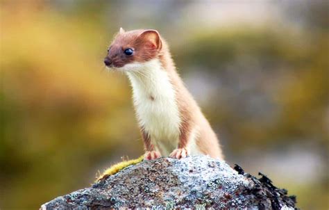 Weasel .
